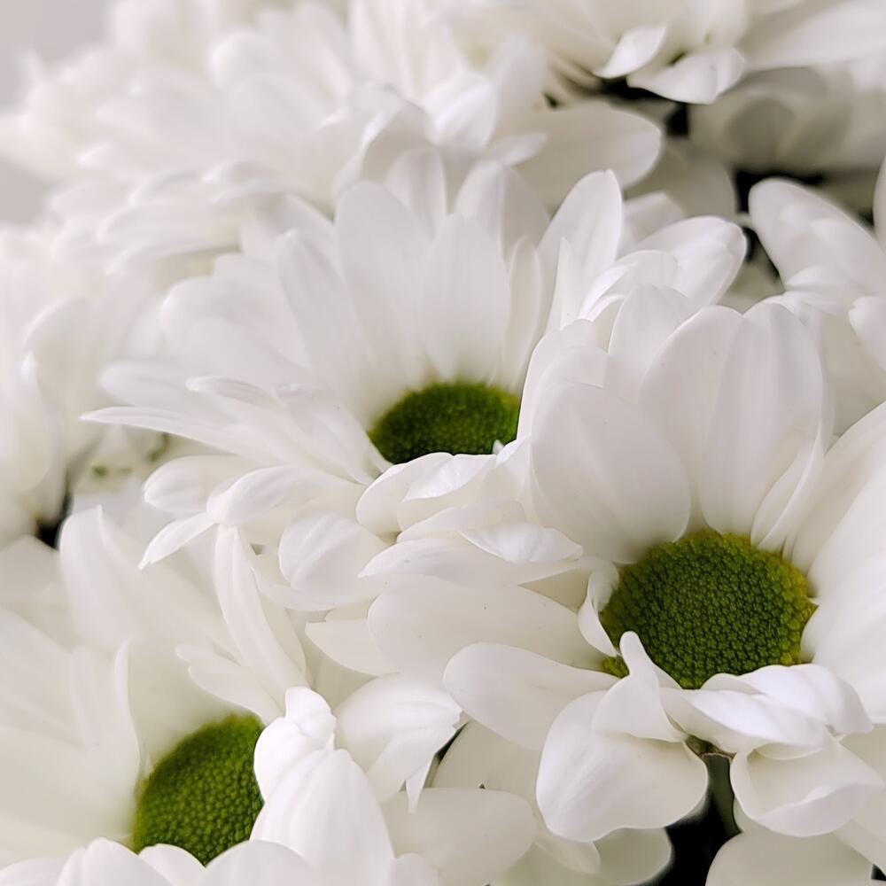 Букет «Ромашка» – 9 белоснежных хризантем в деревенском стиле Феодосия Крым