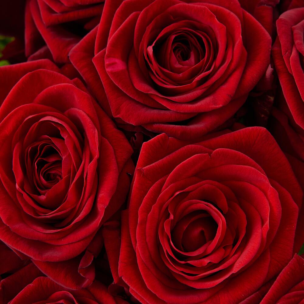 Роскошный букет из 21 красной розы – воплощение искренних чувств Феодосия Крым