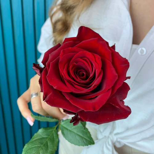 Комплимент из красной эквадорской розы – минимализм роскоши Феодосия Крым