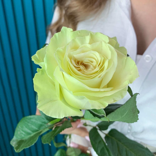 Комплимент из белой эквадорской розы – элегантность в каждом лепестке Феодосия Крым