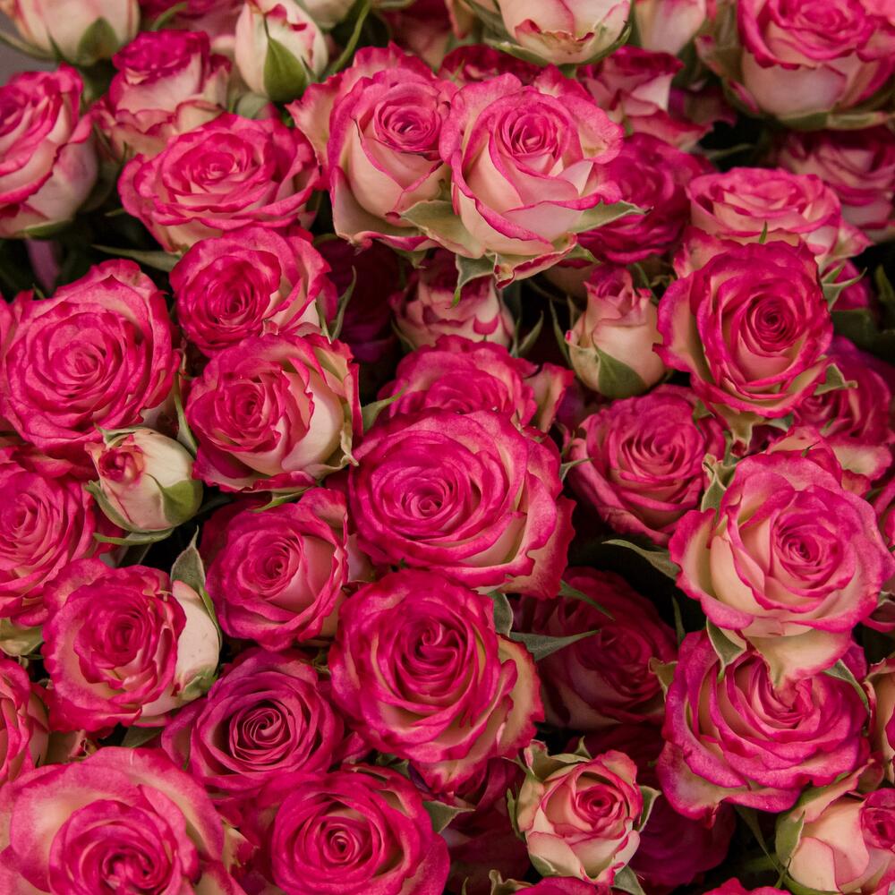 Букет «Розовый бум» – пышные кустовые розы в нежно-розовых тонах Феодосия Крым