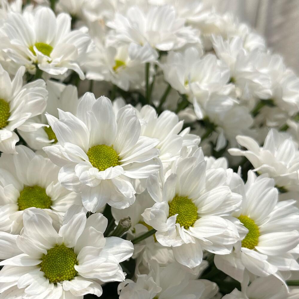 Букет «Летняя свежесть» – дыхание лета в белых хризантемах Феодосия Крым