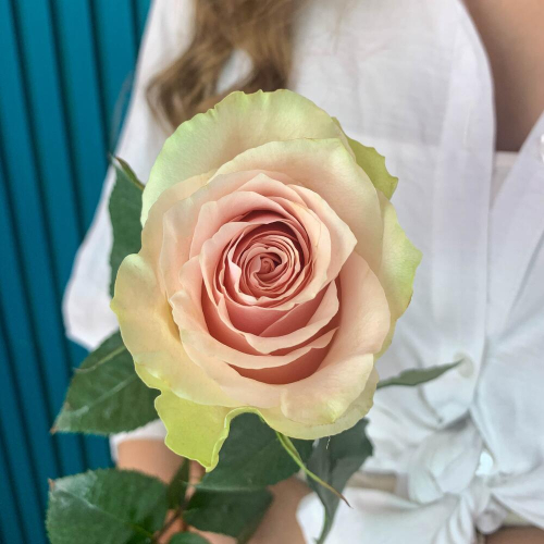 Комплимент из розовой эквадорской розы – минимализм роскоши Феодосия Крым