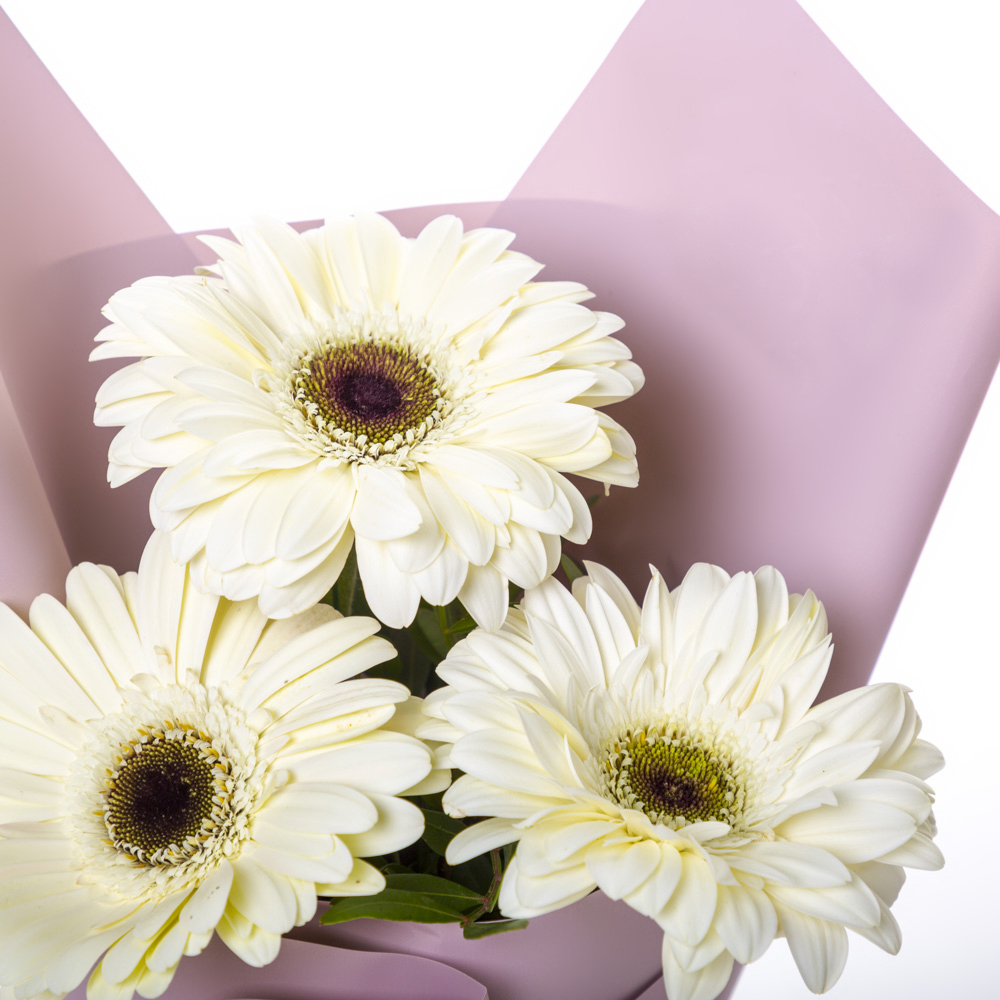 Нежный букет из 3 белых гербер – символ искренности и света Феодосия Крым