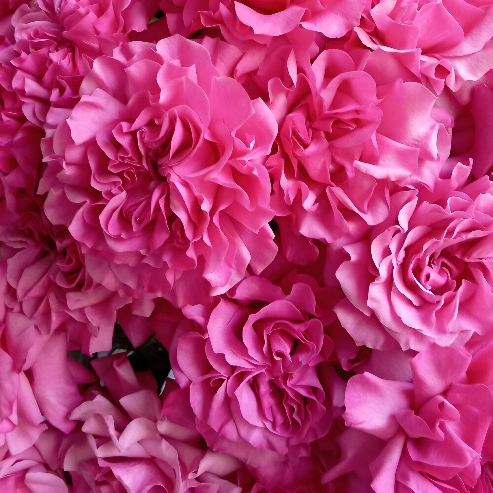 Роскошный букет из пионовидных роз – королевский подарок Феодосия Крым